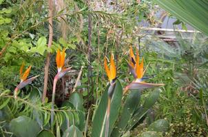 Strelitzia is a herbaceous perennial beautiful unusual plant. Interesting orange flower as a bird of paradise photo