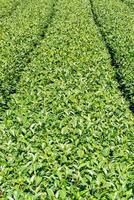 hermosa escena de filas de jardín de té aislada con cielo azul y nube, concepto de diseño para el fondo del producto de té, espacio de copia, vista aérea foto