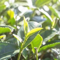 Beautiful green tea crop leaf in the morning with sun flare sunlight, fresh sprout on the tree plant design concept, close up, macro. photo