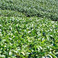 Beautiful green tea crop garden rows scene with blue sky and cloud, design concept for the fresh tea product background, copy space. photo