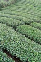 hermosa escena de filas de jardín de cultivos de té verde con cielo azul y nubes, concepto de diseño para el fondo del producto de té fresco, espacio de copia. foto