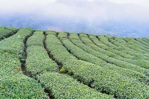 Beautiful green tea crop garden rows scene with blue sky and cloud, design concept for the fresh tea product background, copy space. photo