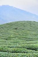 hermosa escena de filas de jardín de cultivos de té verde con cielo azul y nubes, concepto de diseño para el fondo del producto de té fresco, espacio de copia. foto