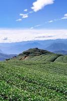 Beautiful green tea crop garden rows scene with blue sky and cloud, design concept for the fresh tea product background, copy space. photo