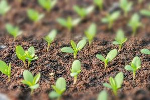 Rows of potted seedlings and young plants,  selective focus