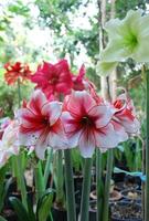 Amarylis flower, full bloom in a tropical botanical garden. Hippeastrum Amaryllis