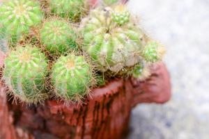 Cactus in pot on natural light background. photo