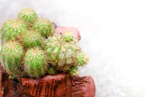 Cactus in pot on natural light background. photo