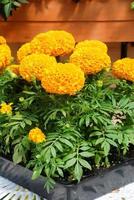 caléndulas color naranja tagetes erecta, caléndula mexicana foto