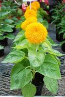 Helianthus annuus, small and potted sunflowers. small flower size full bloom