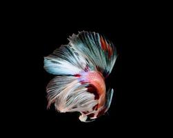 Multi-color betta fish, siamese fighting fish on black background photo