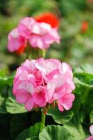 Pink Pelargonium - Geranium Flowers showing their lovely petal Detail in the garden photo