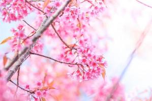 Cherry Blossom in spring with soft focus, unfocused blurred spring cherry bloom, bokeh flower background, pastel and soft flower background. photo