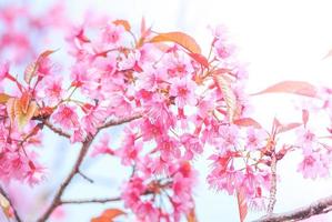 flor de cerezo en primavera con enfoque suave, flor de cerezo de primavera borrosa sin foco, fondo de flor de bokeh, fondo de flor pastel y suave. foto