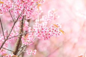 Cherry Blossom in spring with soft focus, unfocused blurred spring cherry bloom, bokeh flower background, pastel and soft flower background. photo