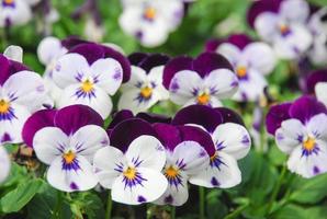 Heartsease Viola or Violet. Viola is a genus of flowering plants in the violet family Violaceae. photo