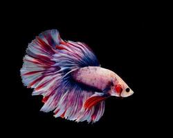 Multi-color betta fish, siamese fighting fish on black background photo