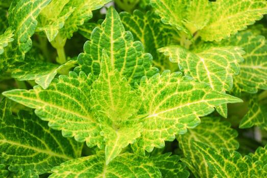 hojas de color verde limón del coleo, plectranthus scutellarioides, maceta foto