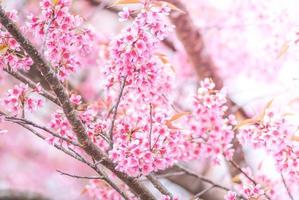 Cherry Blossom in spring with soft focus, unfocused blurred spring cherry bloom, bokeh flower background, pastel and soft flower background. photo