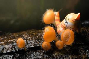 hongo naranja, cookeina tricholoma en la selva tropical y el gato foto