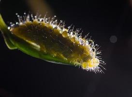 Caterpillar creeps on big green leaf. photo