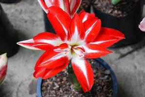 flor de amarylis, plena floración en un jardín botánico tropical. hippeastrum amarilis foto