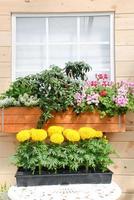 Marigolds Yellow Color Tagetes erecta, Mexican marigold photo