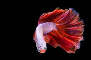 Pink and red betta fish, siamese fighting fish on black background photo