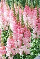 Colorful Snapdragon Antirrhinum majus blooming in the garden background with selective focus photo