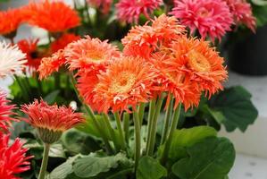 margarita gerbera naranja. planta de gerbera en maceta sobre la mesa. plena floración. foto