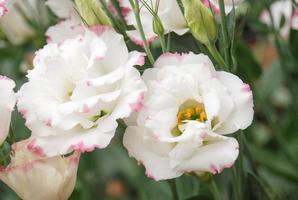 Prairie gentian, Eustoma, Lisianthus. White flower with pink rim photo