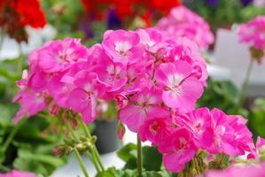 Pelargonium - Geranium Flowers showing their lovely petal Detail in the garden photo