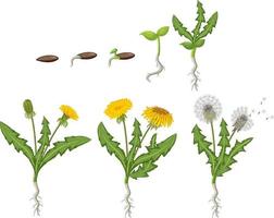 Set of dandelion life cycle vector