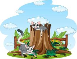 Two sugar gliders in the garden vector