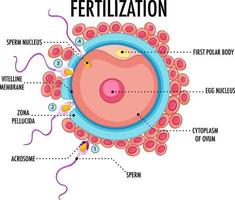 diagrama que muestra la fertilización en humanos vector