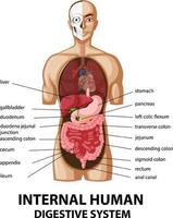 diagrama que muestra el sistema digestivo humano interno vector