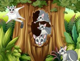 Scene with sugar gliders in the forest vector