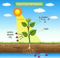 diagrama que muestra la fotosíntesis en la planta vector