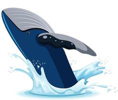 A water splash with whale on white background vector