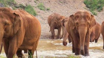 elefanter söker föda i naturen och floder i norra Thailand. video