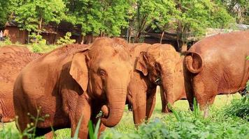 los elefantes se alimentan en la naturaleza y los ríos del norte de tailandia. video