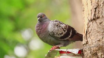 Dove on a tree in the park video