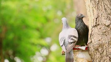 Taube auf einem Baum im Park video