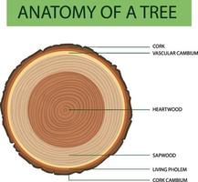 Anatomy of tree trunk vector