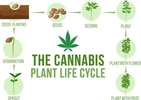 Diagram of cannabis plant life cycle vector