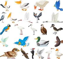 Different kinds of birds collection vector