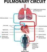 diagrama que muestra el circuito pulmonar vector