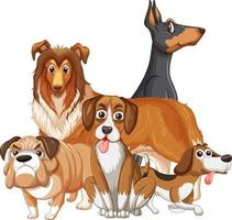 A group of different dog on white background vector