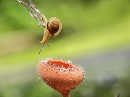 Snails on mushrooms and dragonflies against a natural background photo