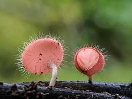 Snails on mushrooms and dragonflies against a natural background photo